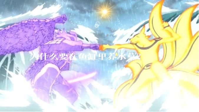 为什么要在鱼缸里养水草？